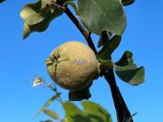 Terreno, Sarzedas, Castelo Branco | BPI Expresso Imobiliário