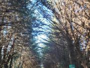 Terreno Sector El Molino, Pichilemu