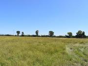 Terreno sembrado de agave, Romita Guanajuato