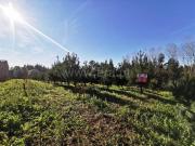 Terreno, Sepins e Bolho, Cantanhede | BPI Expresso...