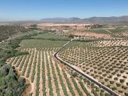 Terreno / Solar Albolote, Andalucía