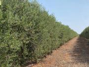 Terreno / Solar Bujalance, España