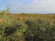 Terreno / Solar de 25 m2 en venta Jerez de la Frontera,...