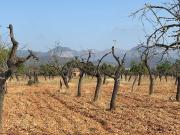 Terreno / Solar en venta Binissalem, España