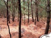 Terreno sustentable Poxtla, Ayapango