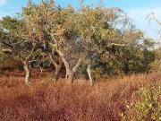 Terreno T0, Abela, Santiago do Cacém | BPI Expresso...