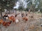 Terreno T0, Alcains, Castelo Branco | BPI Expresso...