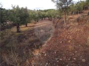 Terreno T0, Escalos de Baixo e Mata, Castelo Branco |...