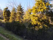 Terreno T0, Alcanena e Vila Moreira, Alcanena | BPI...