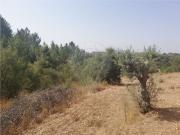 Terreno T0, Brogueira, Parceiros de Igreja e Alcorochel,...