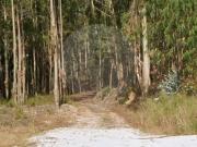 Terreno T0, Carnide, Pombal | BPI Expresso Imobiliário