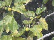 Terreno T0, Carvoeira e Carmões, Torres Vedras | BPI...