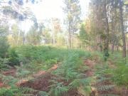 Terreno T0, Couto de Baixo e Couto de Cima, Viseu | BPI...