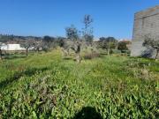 Terreno T0, Escalos de Baixo e Mata, Castelo Branco |...