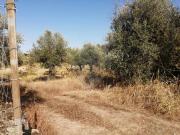 Terreno T0, Escalos de Cima e Lousa, Castelo Branco |...