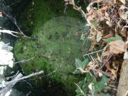 Terreno T0, Escalos de Cima e Lousa, Castelo Branco |...