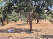 Terreno T0, Fortios, Portalegre | BPI Expresso Imobiliário