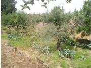 Terreno T0, Idanha A Nova e Alcafozes, Idanha a Nova |...