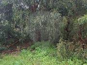 Terreno T0, Laranjeiro e Feijó, Almada | BPI Expresso...