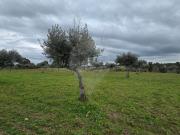 Terreno T0, Lardosa, Castelo Branco | BPI Expresso...