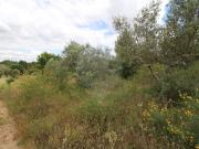 Terreno T0, Lardosa, Castelo Branco | BPI Expresso...