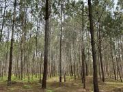 Terreno T0, Maceira, Leiria | BPI Expresso Imobiliário