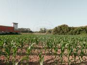 Terreno T0, Fornelo e Vairão, Vila do Conde | BPI...