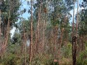 Terreno T0, Macinhata Do Vouga, Águeda | BPI Expresso...