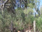 Terreno T0, Ninho Do Açor e Sobral Do Campo, Castelo...