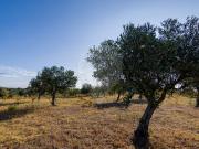 Terreno T0, Ninho Do Açor e Sobral Do Campo, Castelo...