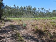 Terreno T0, Pombal, Pombal | BPI Expresso Imobiliário