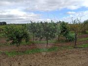 Terreno T0, Reguengos de Monsaraz, Reguengos de Monsaraz...