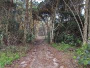 Terreno T0, S.Maria e S.Miguel, S.Martinho, S.Pedro...