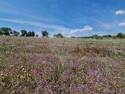 Terreno T0, São Domingos e Vale de Água, Santiago do...