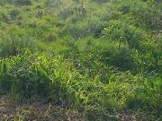 Terreno T0, São João Das Lampas e Terrugem, Sintra | BPI...