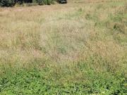 Terreno T0, São Pedro de France, Viseu | BPI Expresso...