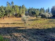 Terreno T0, Sarzedas, Castelo Branco | BPI Expresso...