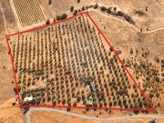 Terreno T0, Serpa Salvador e Santa Maria, Serpa | BPI...