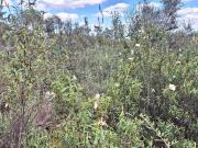 Terreno T0, Tinalhas, Castelo Branco | BPI Expresso...