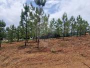 Terreno T0, Tortosendo, Covilhã | BPI Expresso Imobiliário