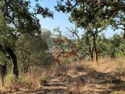Terreno T1, São Francisco Da Serra, Santiago do Cacém |...