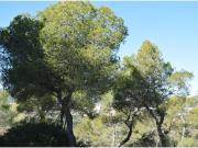 Terreno urbano 4247 m2 una o dos unifamiliares o 4 pareadas