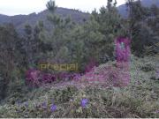 Terreno urbano Casal da Misarela