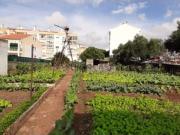 Terreno urbano com 1.192m2 em Massamá Centro Terreno urbano com 1.192m2 em Massamá Centro