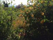 Terreno Urbano en Ahuatlán Tzompantle Cuernavaca BER 1019 Tu