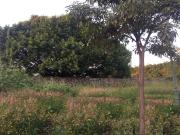 Terreno en venta en Delicias, Cuernavaca, Morelos