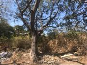 Terreno Urbano en Lomas de Vista Hermosa Cuernavaca CRB... Terreno Urbano en Lomas de Vista Hermosa Cuernavaca CRB...