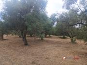 Terreno urbano in Vendita a Caltagirone