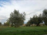 Terreno urbano in Vendita a Castiglione del Lago
