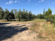 Terreno urbano in Vendita a Cecina